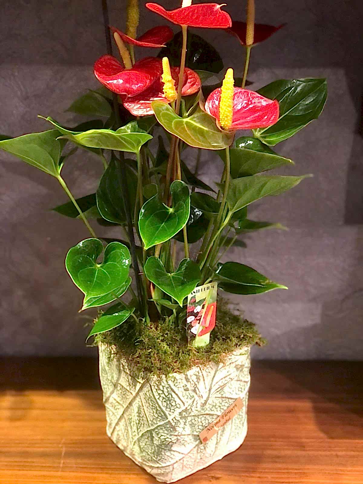 Antoryum (Anthurium)